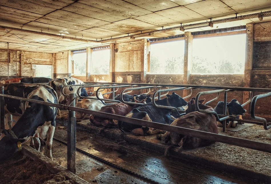 9 osób oskarżonych w sprawie rzeźni w Kalinowie. Jakie kary im grożą?