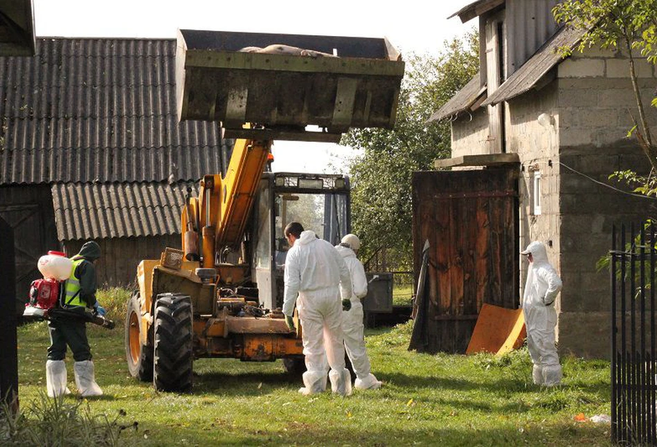 Drugie ognisko ASF potwierdzone w zagłębiu trzodziarskim. Okoliczni rolnicy są zdruzgotani