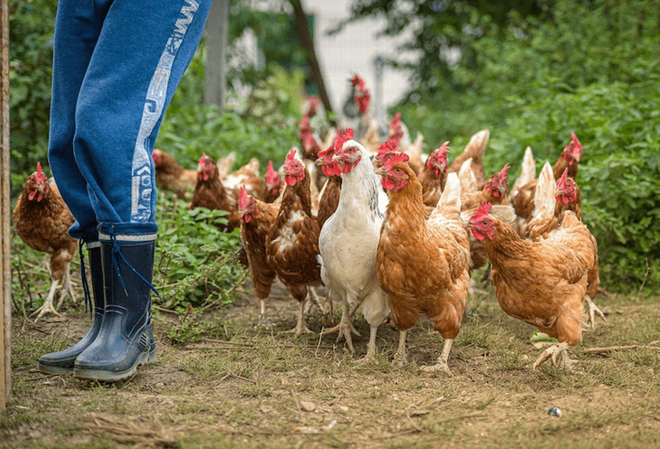 Grypa ptaków w Holandii – 48 tys. brojlerów do utylizacji