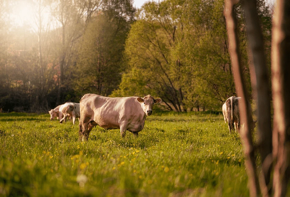 Ceny bydła w górę: kto płaci najwięcej?