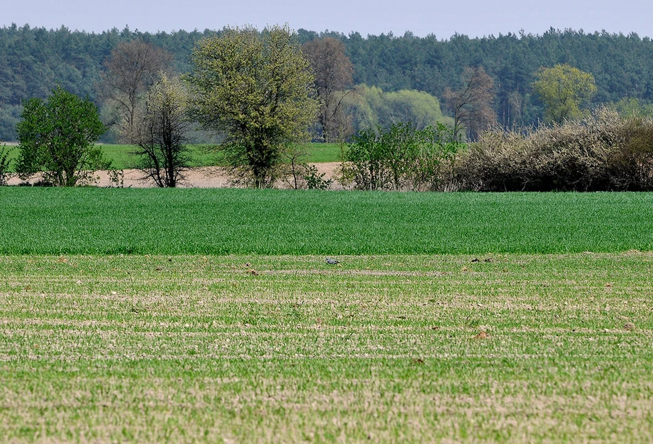 Dobra Praktyka Rolnicza – jakie działania ograniczają zanieczyszczenie wód azotanami?