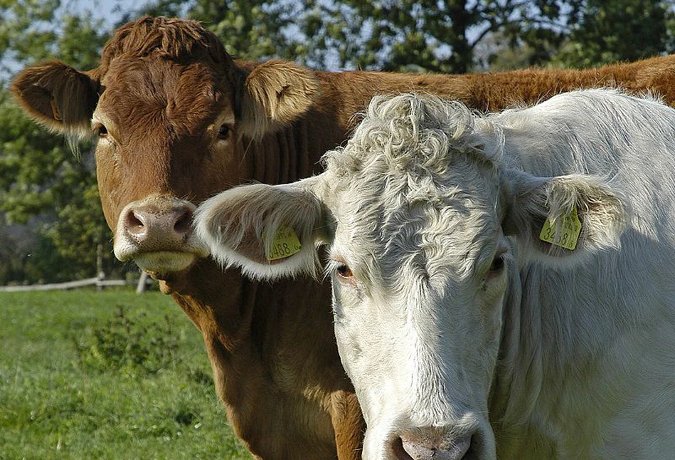 Ceny bydła znów rosną! I to nawet o 2 zł/kg. Sprawdź, ile zakłady mięsne płacą za żywiec wołowy