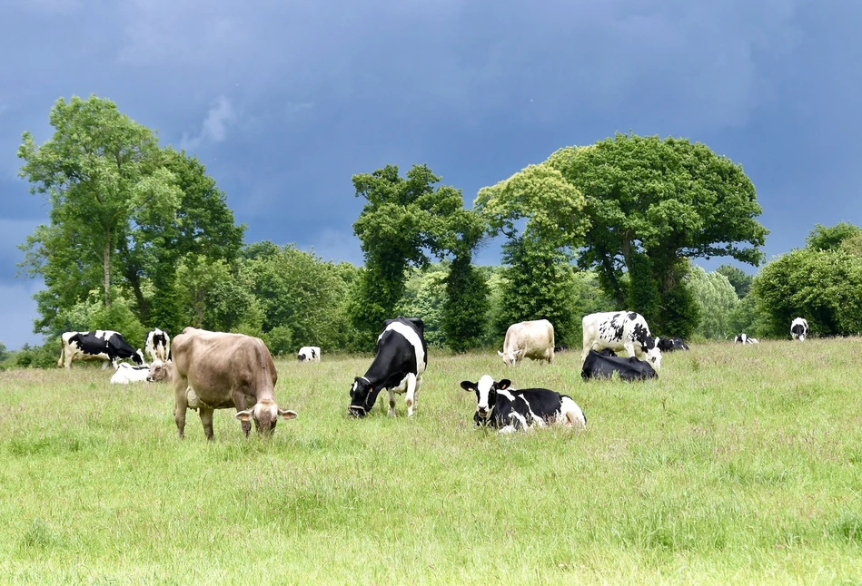 Fonterra: wzrosły ceny wszystkich produktów mleczarskich