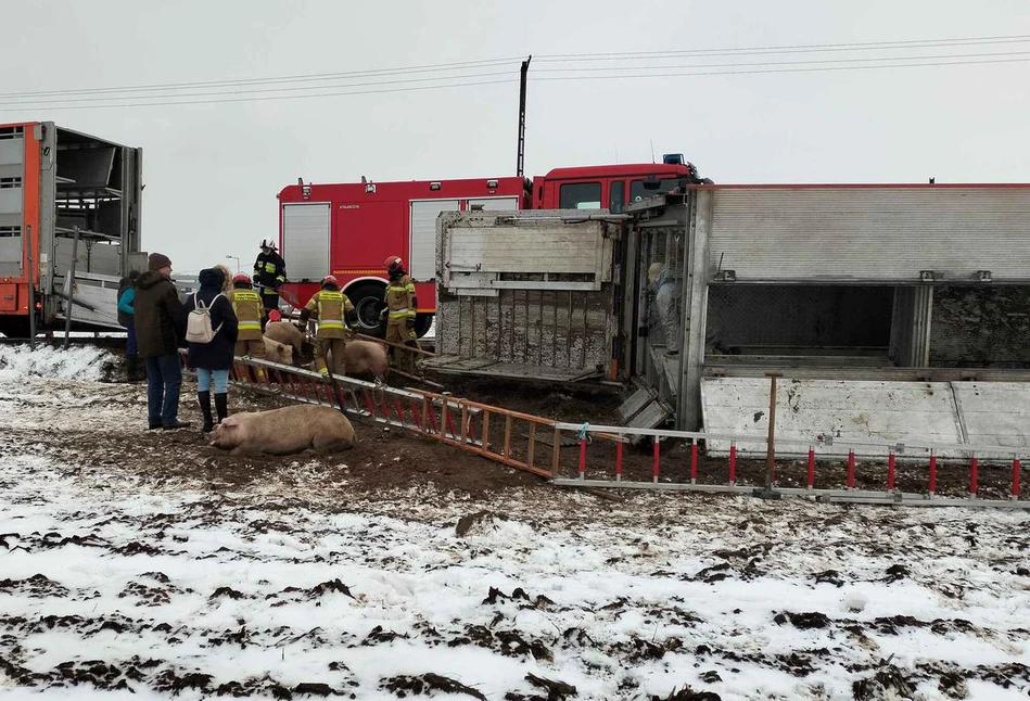 Tragiczny wypadek ciężarówki ze świniami. Zginęło 55 sztuk