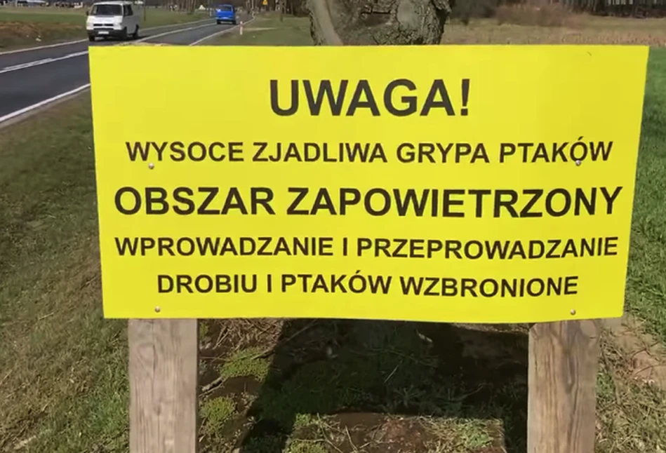 Grypa ptaków: dramat na Mazowszu. Nie ma komu wybić 2,5 mln sztuk drobiu