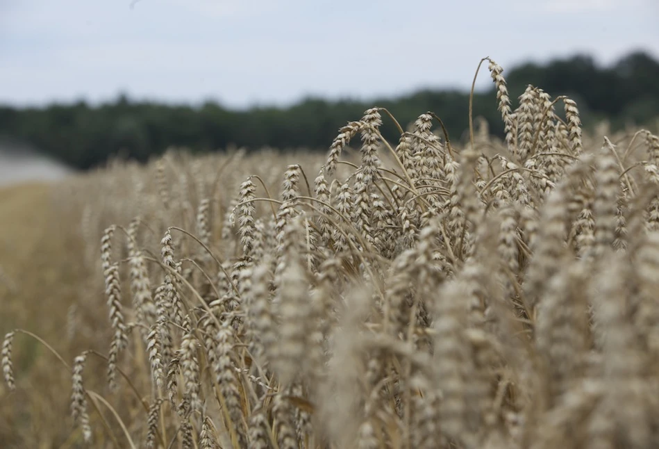 USDA: Chiny potrzebują więcej pszenicy