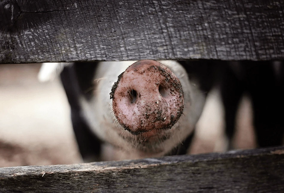 300 świń padło z głodu, wcześniej dochodziło do kanibalizmu