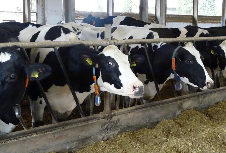 Polscy rolnicy dokładają do produkcji mleka. A ile za mleko dostają farmerzy z UE?