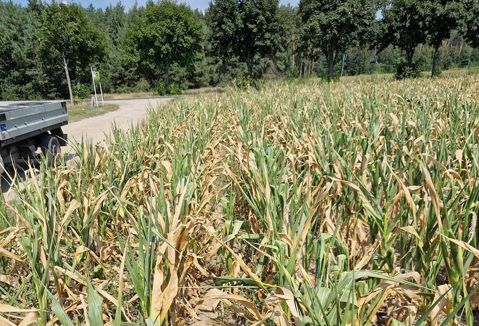 10 tys. zł dla rolników, którzy mają straty w uprawach. Znamy szczegóły pomocy klęskowej!