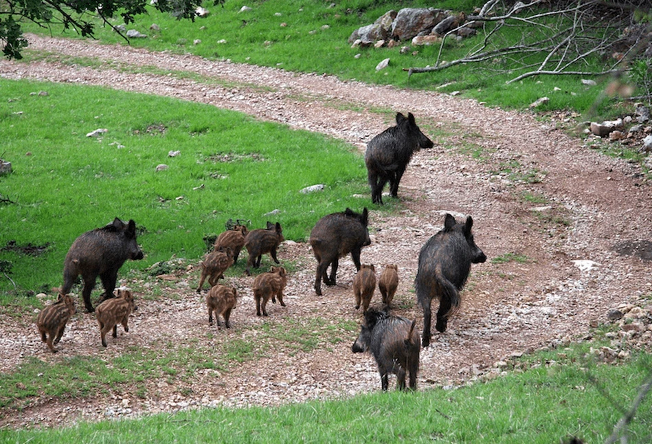 ASF: podsumowanie 2020 r. – 2 razy więcej ognisk i 1,6 razy więcej przypadków