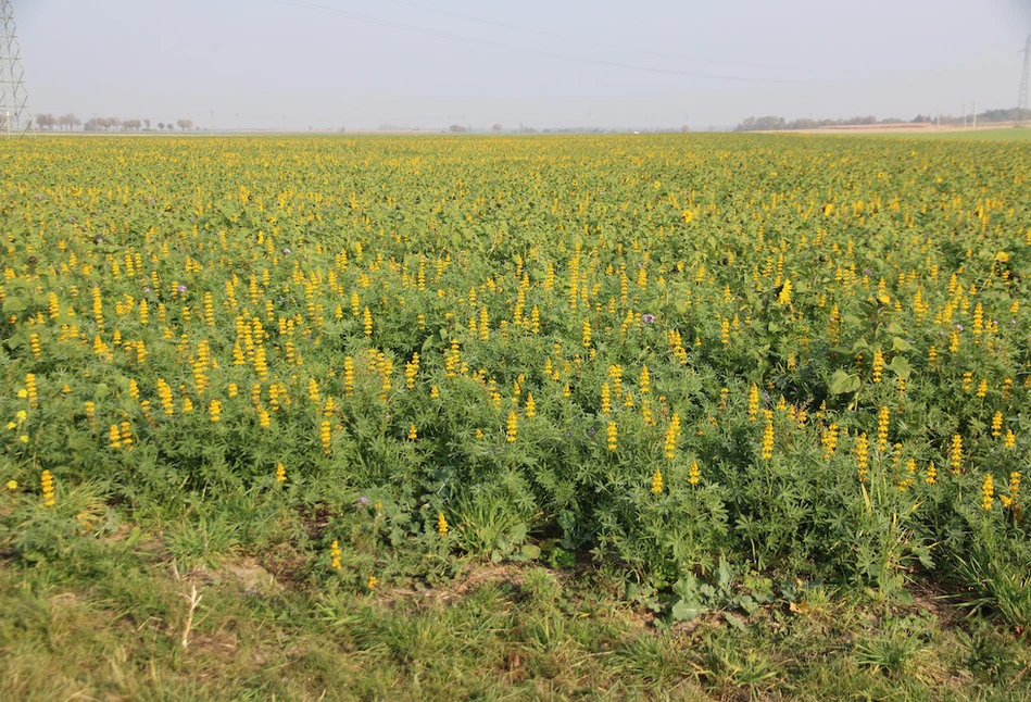 Copa-Cogeca krytykuje unijną strategię różnorodności biologicznej