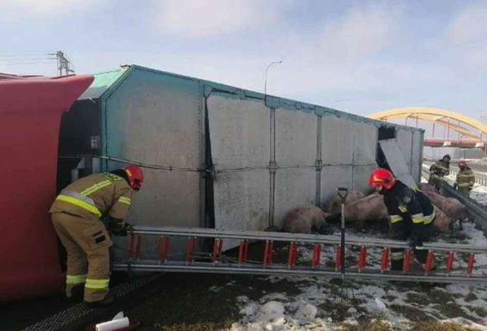 Wypadek ciężarówki na A1. Świnie wybiegły na jezdnię