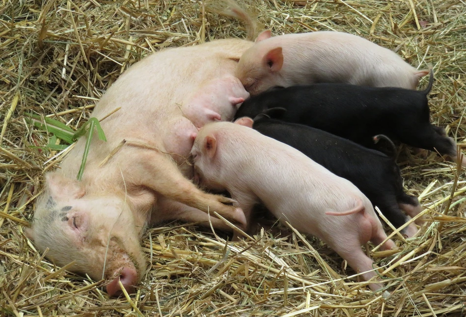 Koronawirus i susza. Jak na te zagrożenia reagują rynki rolne?