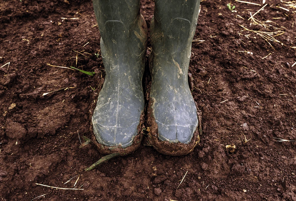 Krowy bez pieluch, czyli grzywna za Odrą za zabrudzenie drogi