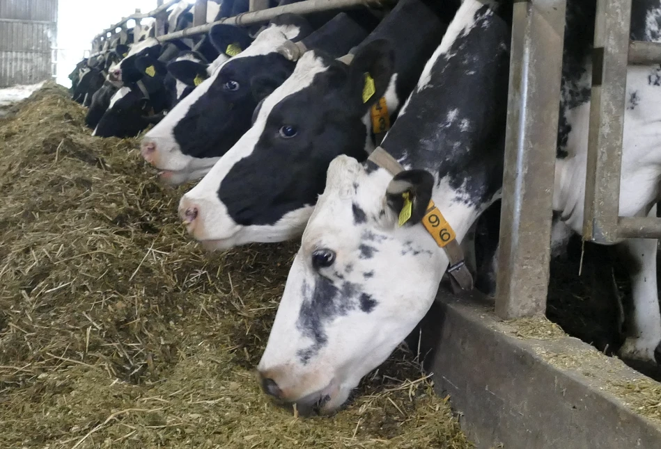 Jak mikotokosyny w paszy wpływają na krowy?
