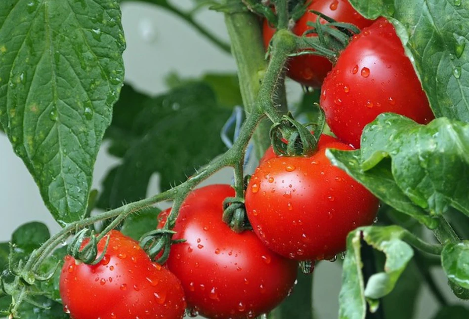 Syngenta oferuje pomidory odporne na ToBRFV