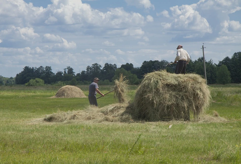 Susza 2019: pomoc suszowa nie ominie też producentów bydła i świń