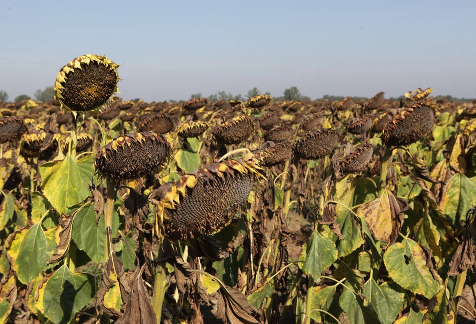 Ukraina: wbrew oczekiwaniom zasiano znacznie więcej słonecznika