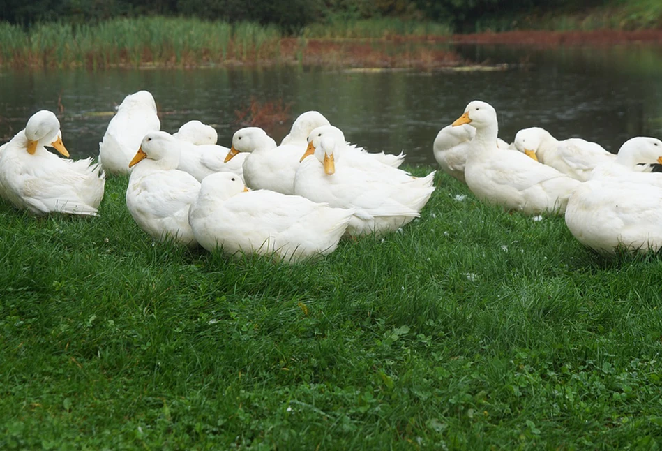 Grypa ptaków nie do zatrzymania. Wirus atakuje w kolejnych województwach