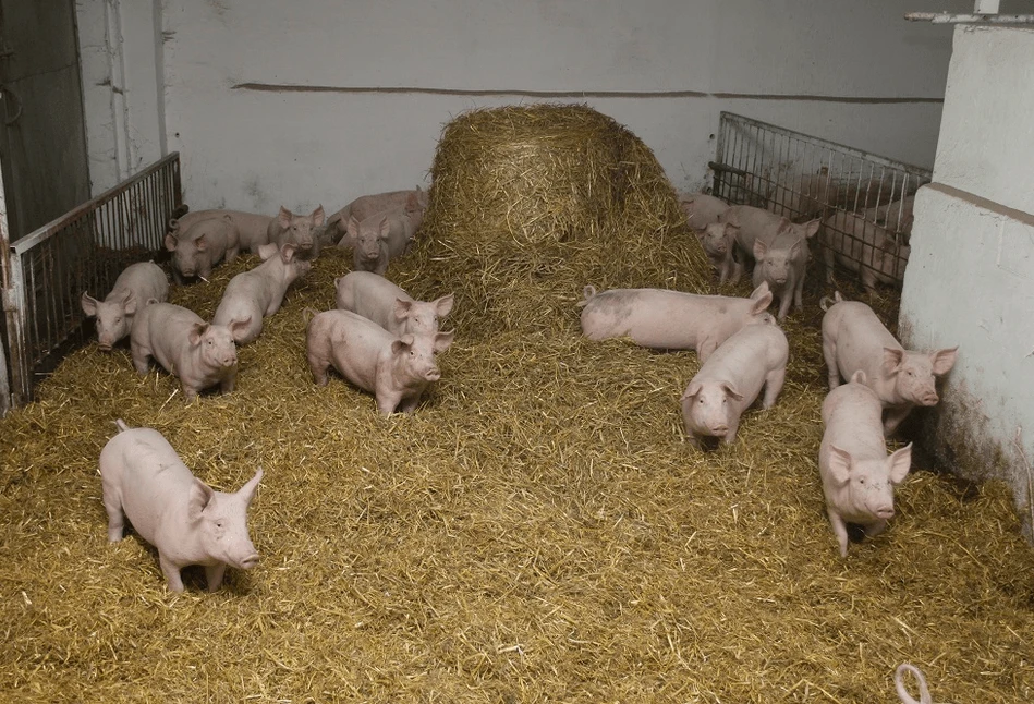 Coraz więcej wymagań, coraz mniej pieniędzy. Co z hodowlą świń w UE?