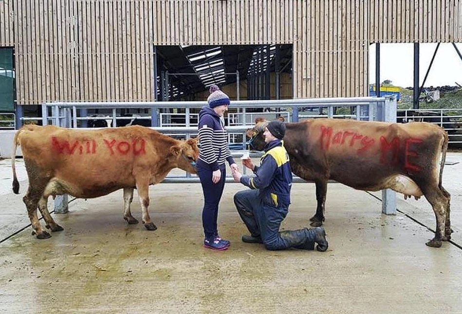 Niezwykłe zaręczyny farmerów w Donegal