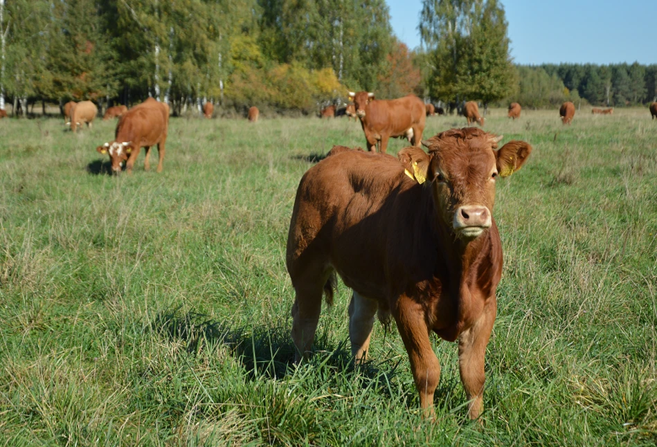 Ceny bydła: niepewne podwyżki – gdzie dokładnie?