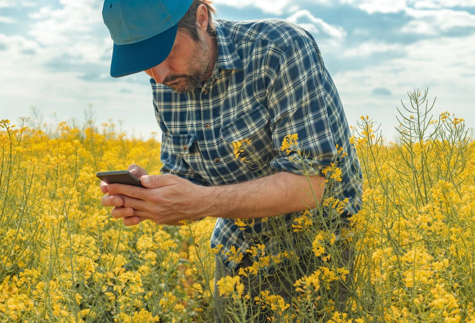 Jak zadbać o skuteczny monitoring agrofagów w pszenicy i rzepaku?