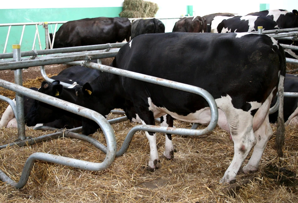 Zadbaj o legowisko dla krów – odwdzięczą się nawet 5 kg mleka w godzinę