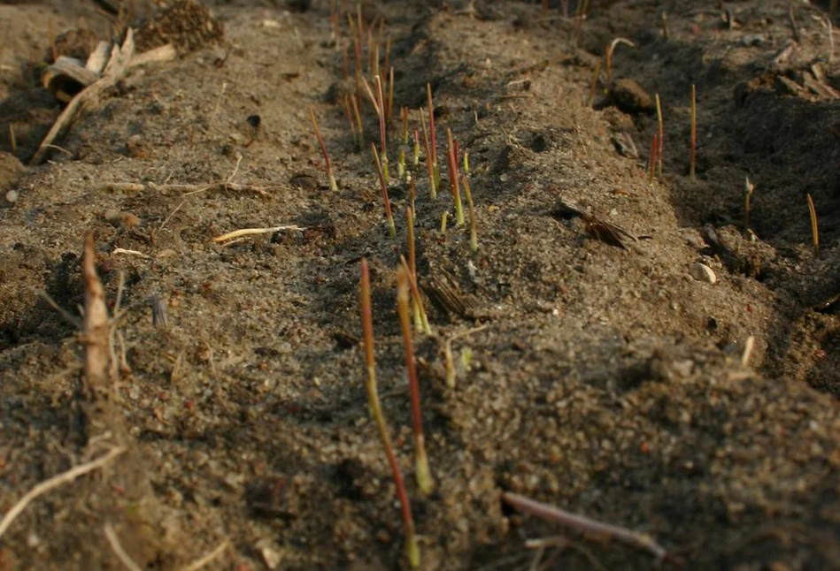 Dostosuj późny siew pszenicy ozimej do warunków klimatycznych