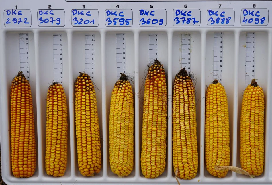 Czym wyróżniają się nowe odmiany kukurydzy Dekalb?