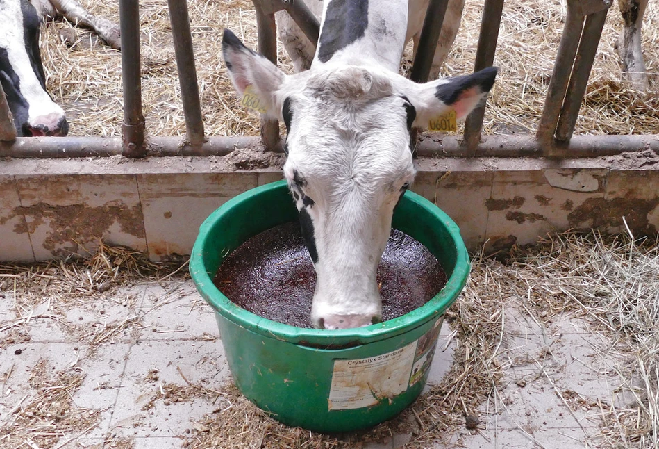 Dodatek biotyny wzmocni racice krów