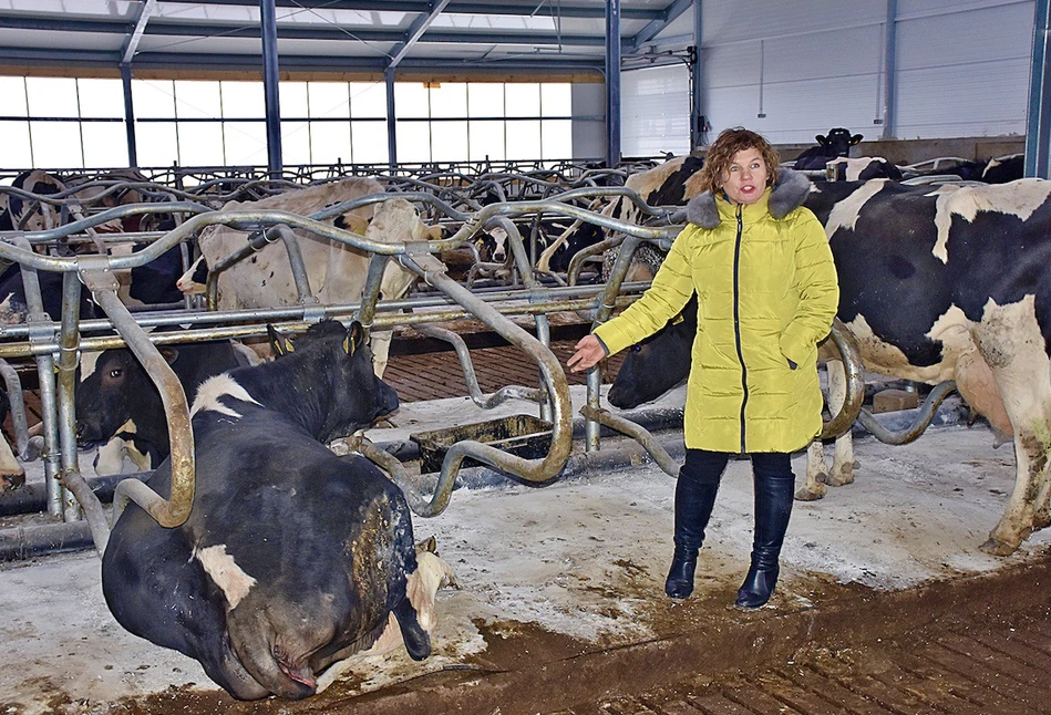 Obora z 2 stołami paszowymi i materacami wodnymi dla krów