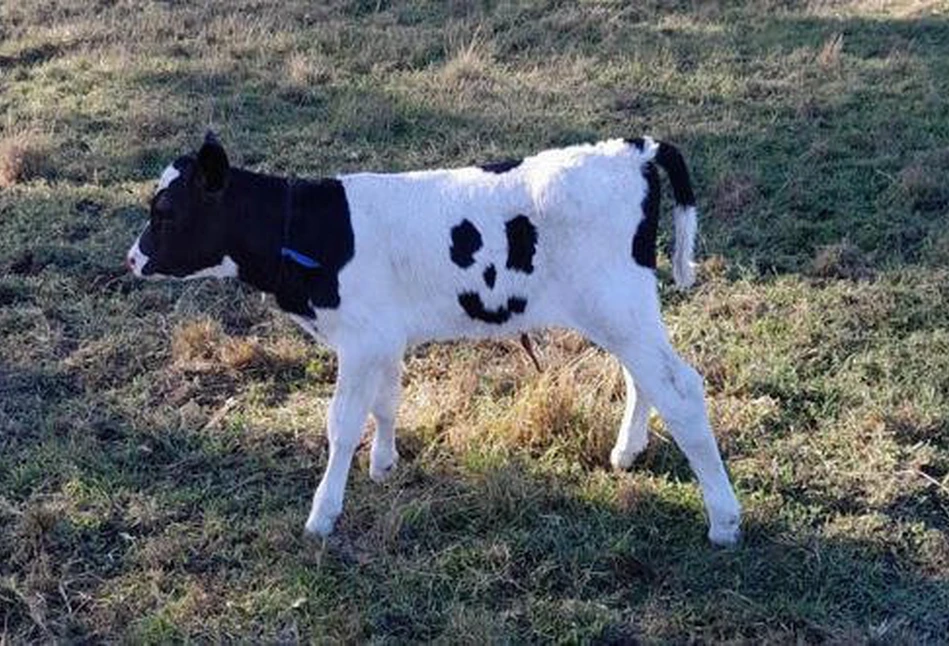 "Happy": cielaczek, który szczęście ma wymalowane na... boku