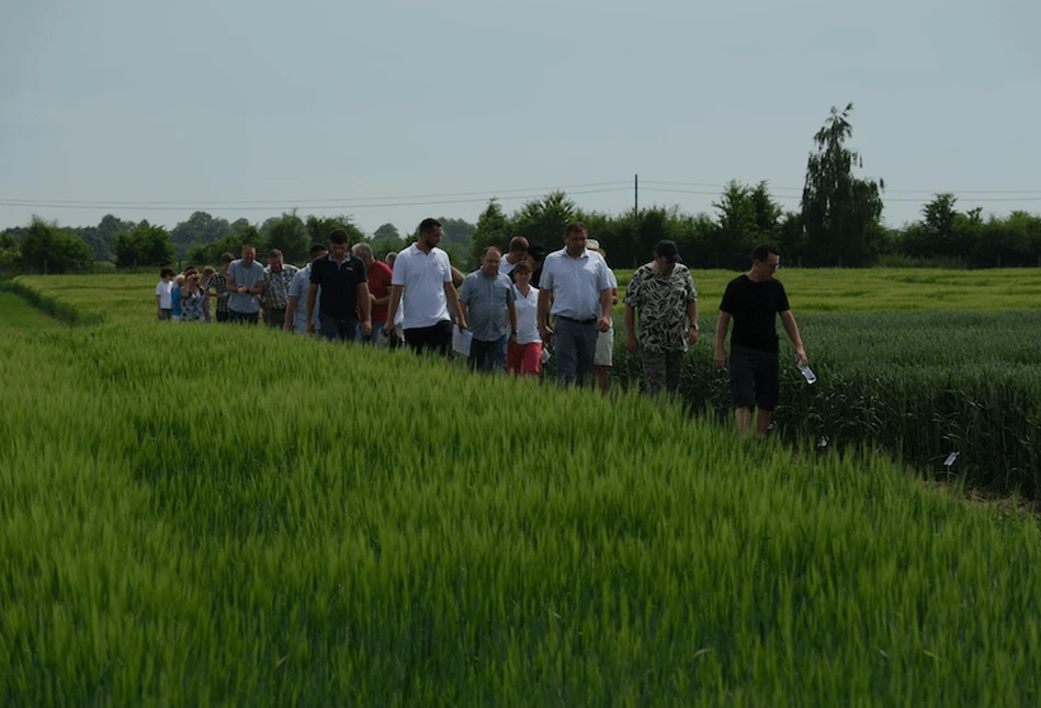 SDOO w Głubczycach – jak sobie radzą bobowate w tym roku?