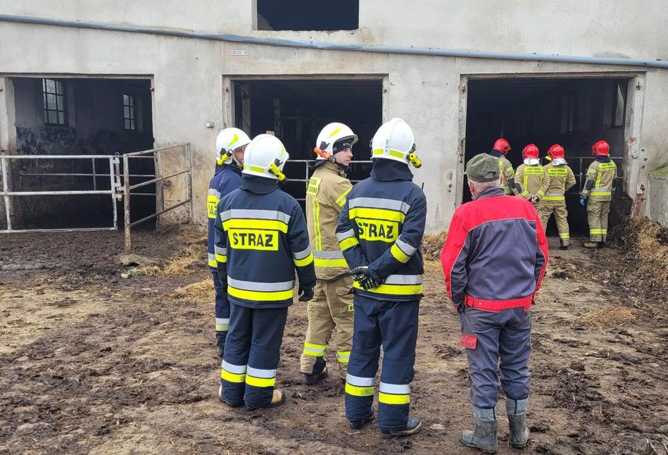 Strop obory przygniótł jałówki. Same doprowadziły do wypadku