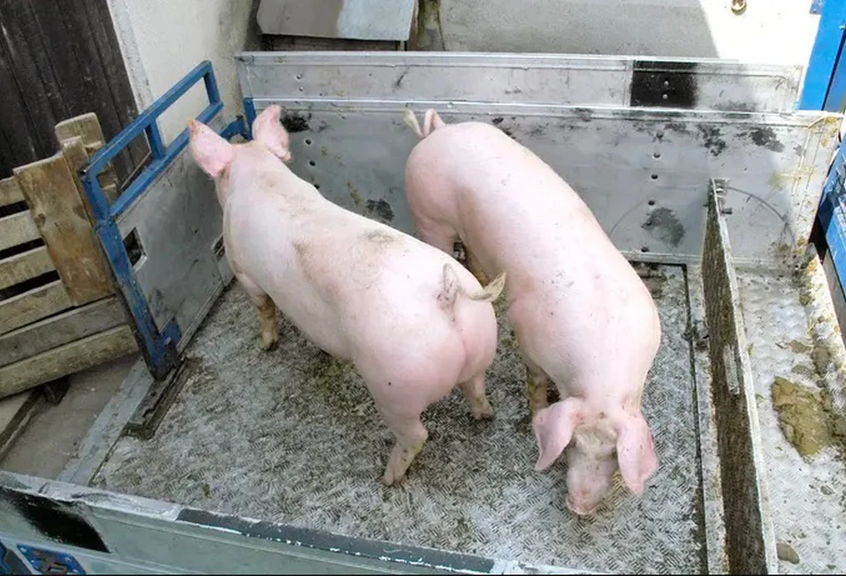 Dopłaty dla producentów świń nie dla małych gospodarstw?