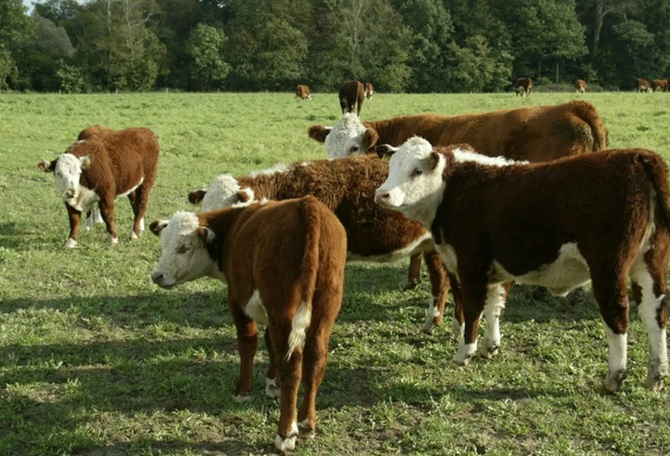 Fakty czy mity? Jak Greenpeace próbuje uderzyć w mięso i mleko?