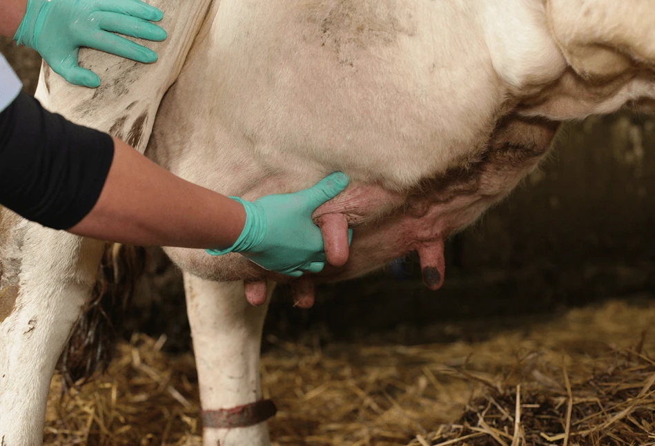 Jak leczyć mastitis u krów? Objawy i zapobieganie