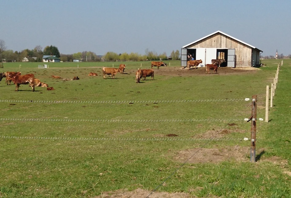 Jaki wybrać pastuch dla bydła mięsnego?