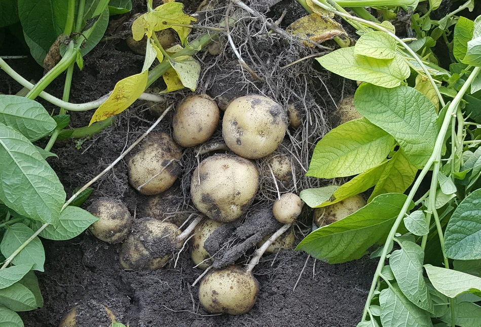 Czym się cechuje biodegradowalna skrobia termoplastyczna?