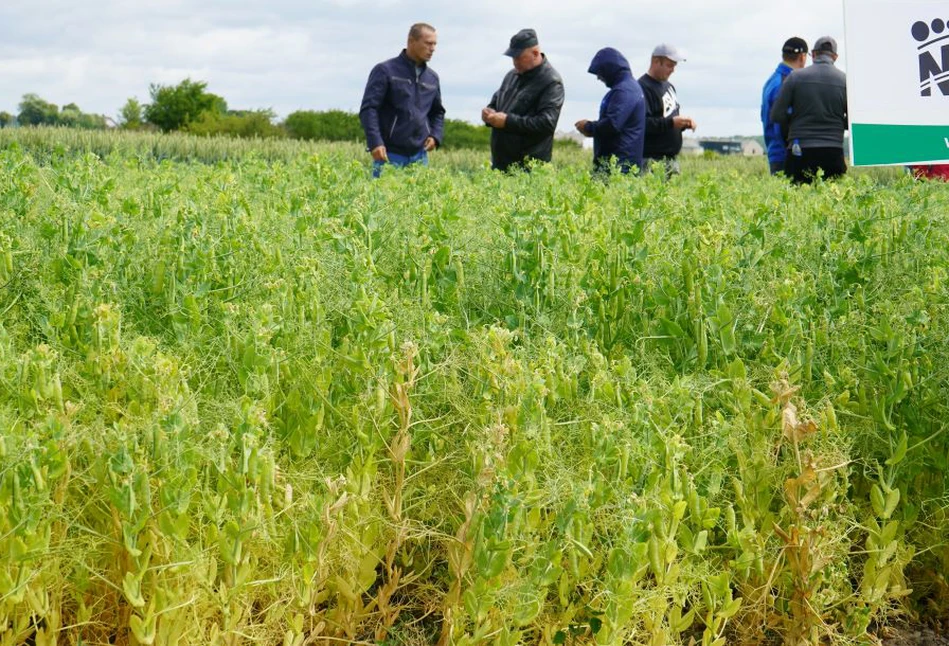 Dobry przedplon ozimych: groch siewny i jego lista odmian zalecanych