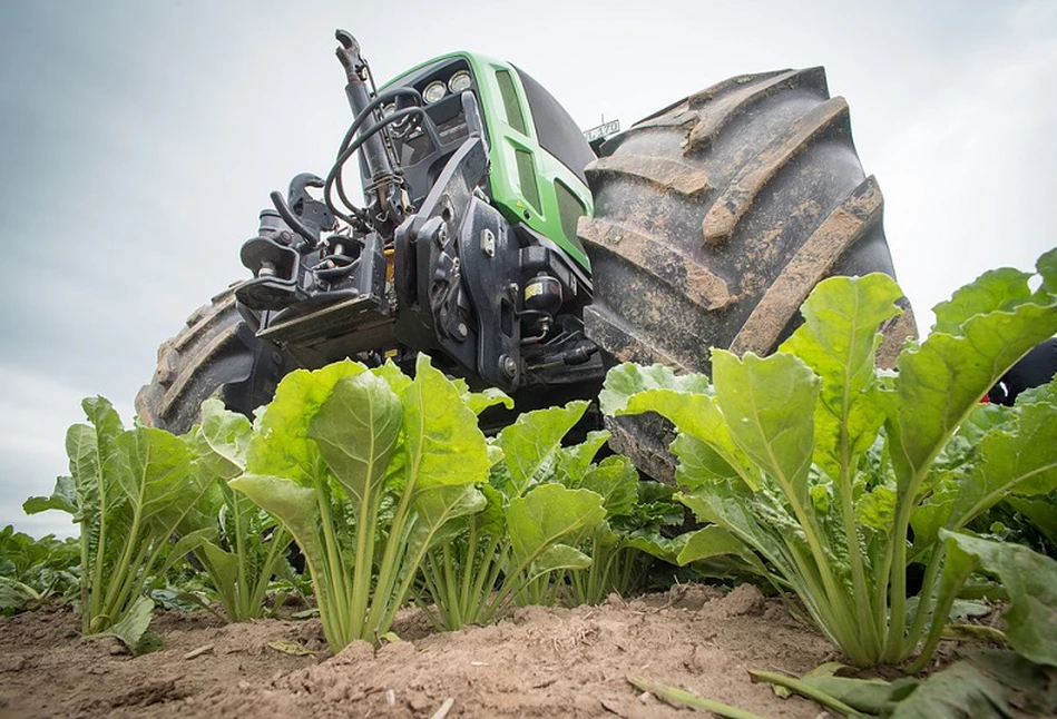 Plantatorzy buraków cukrowych protestują przeciwko obniżeniu płatności