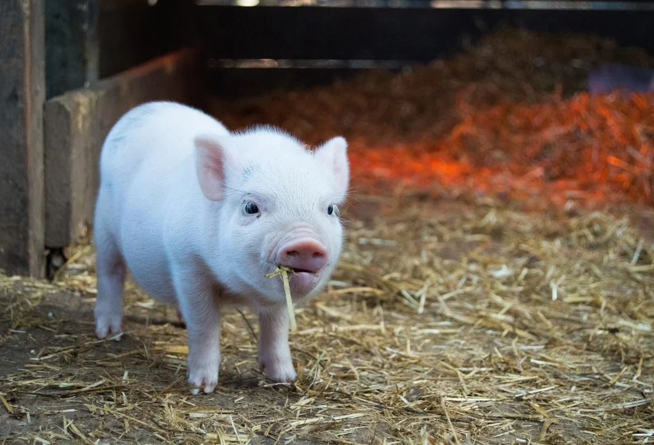 Będą pożyczki dla producentów świń z obszarów ASF. Na jakich zasadach?