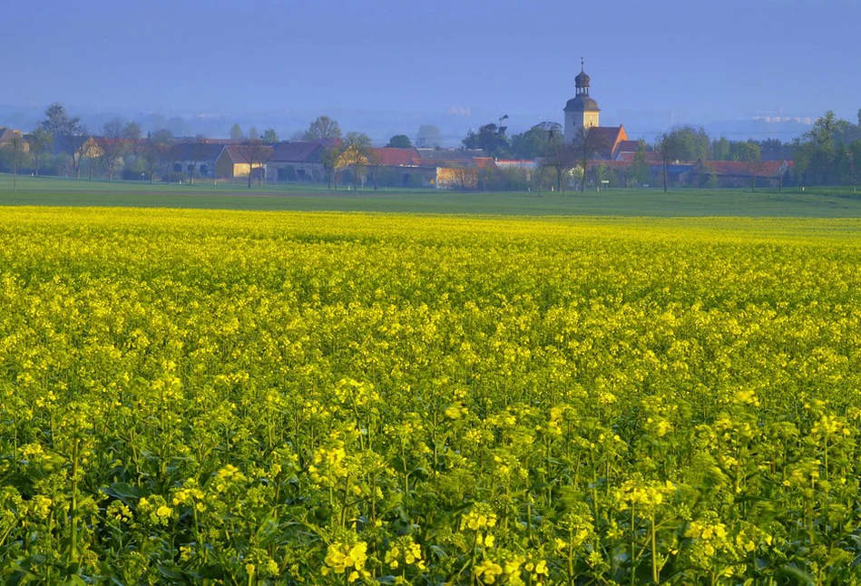 Spółdzielnia rolnicza sprzedała 110 ha i chlewnie... Kościołowi. I to za 15 mln złotych