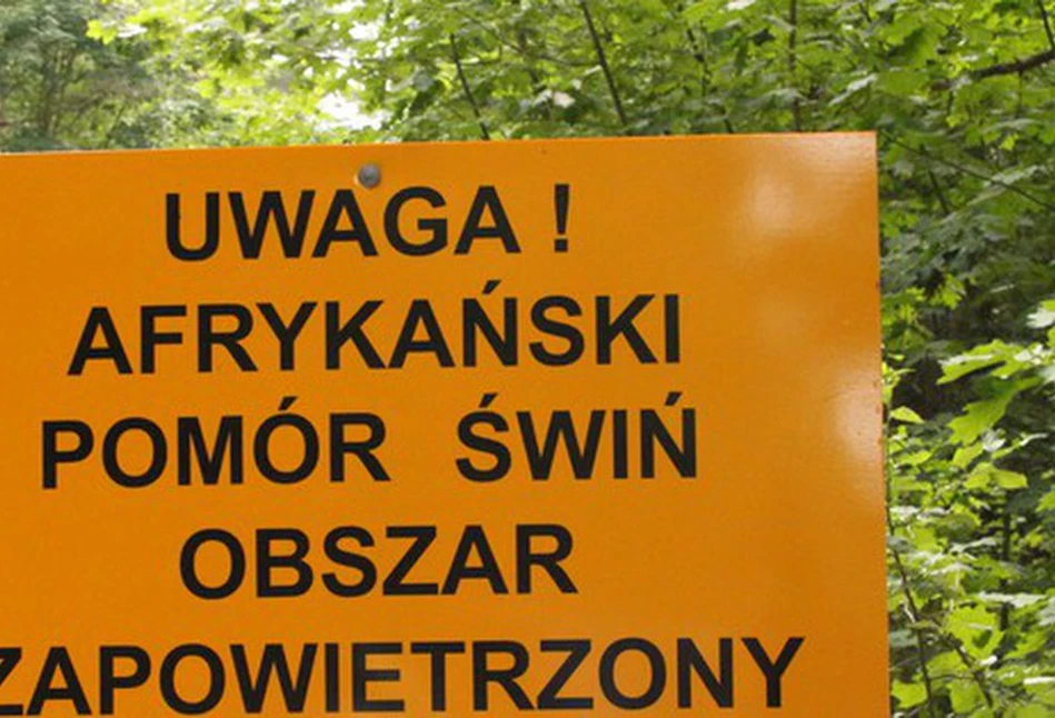 Wirus ASF zaatakował gospodarstwo na Mazowszu