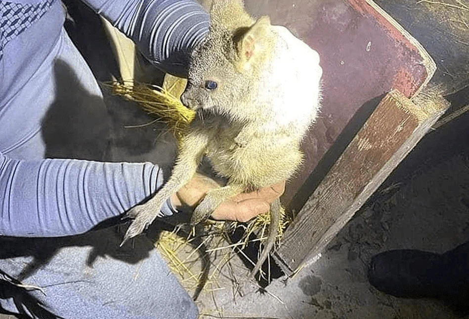 Kangurzątka uratowane z pożaru, ale w ... Polsce!