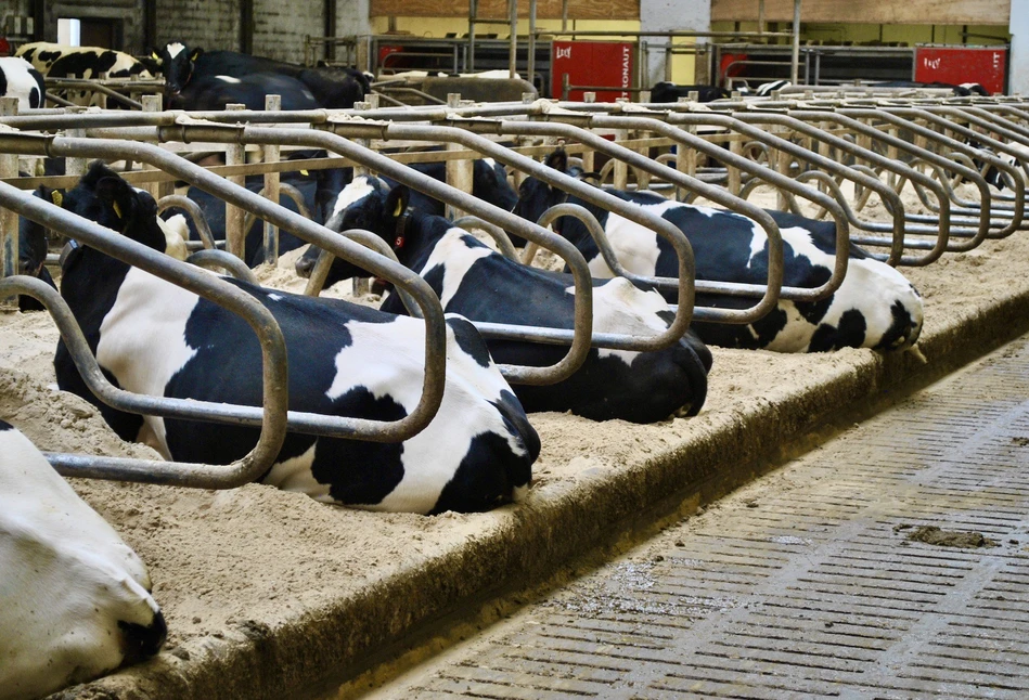 Sondy w 100 oborach sprawdzą co wpływa na emisje metanu przez krowy