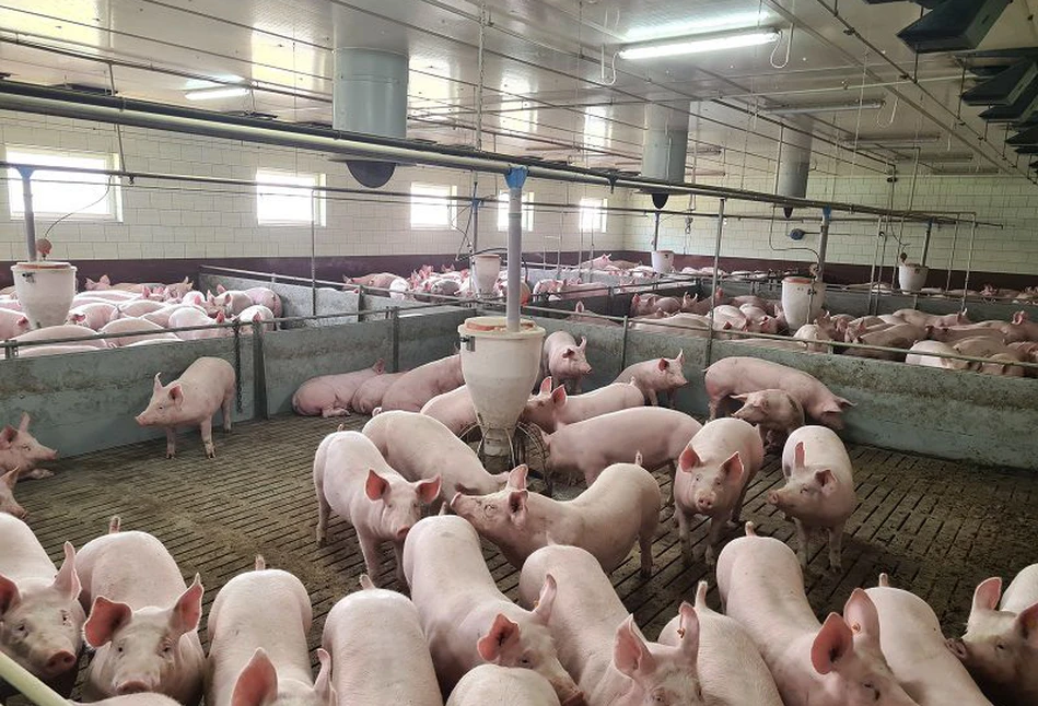 Ceny tuczników nadal rosną. Ile zakłady mięsne płacą za świnie na początku września 2022?