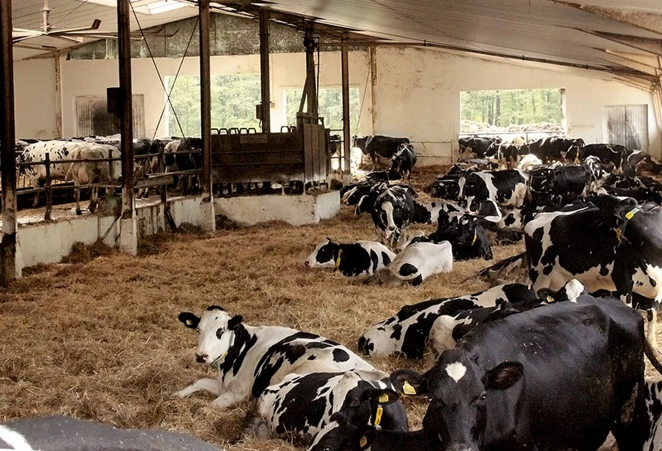 Jak mistrzowie Agroligi z Podlasia produkują mleko i dbają o krowy?