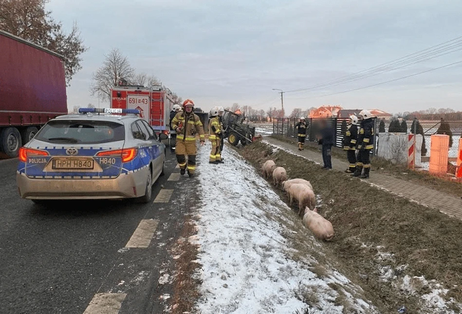 Świnie w rowie w Somiance: wypadek trzech pojazdów na Mazowszu